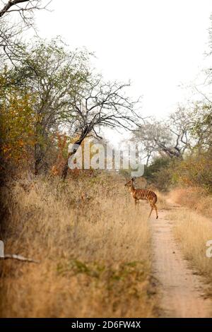 Giovane femmina africana Ewe Nyala Buck in un sudafricano riserva naturale Foto Stock