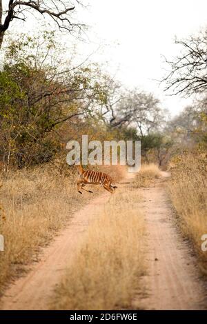 Giovane femmina africana Ewe Nyala Buck in un sudafricano riserva naturale Foto Stock