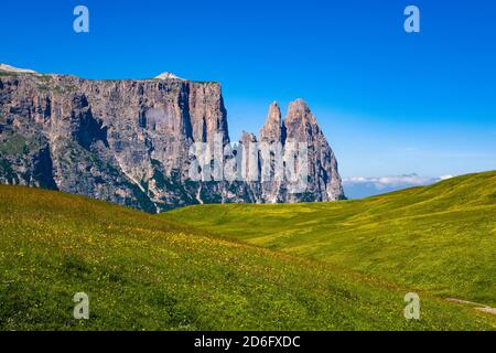 Campagna agricola collinare con pascoli verdi a Seiser Alm, Alpe di Siusi, la montagna Sciliar, in lontananza. Foto Stock