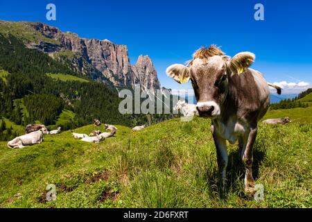 Una mandria di mucche pascolano sui verdi pascoli dell'Alpe di Siusi, della montagna Sciliar, in lontananza. Foto Stock