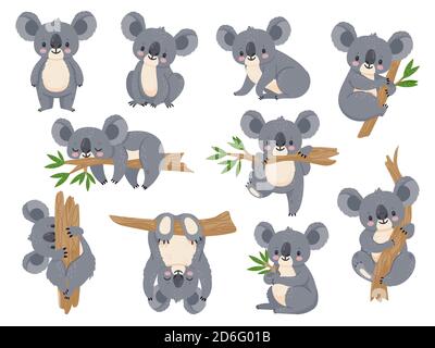 Carino koala cartoon. Koala pigro con eucalipto. Piccoli animali divertenti della foresta pluviale. Orso australiano che dorme su un insieme di vettori di albero tropicale Illustrazione Vettoriale