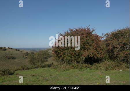 Berries rosse autunnali di un albero comune di biancospino (Crataegus monogyna) che cresce sul gesso Grassland di Dike del Diavolo sulle Downs del Sud nel Sussex occidentale, Foto Stock