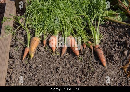 Fila di carote biologiche coltivate di recente (Daucus carota) su uno sfondo di terreno su un'assegnazione in un giardino vegetale in Devon Rurale, Inghilterra Foto Stock