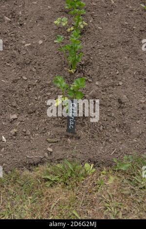 Home Grown pianta giovane biologica e Slate etichetta di Celeriac (Apium graveolens) che cresce su un'assegnazione in un giardino vegetale in Devon Rurale, Inghilterra Foto Stock