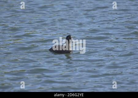 dormire sull'acqua Foto Stock