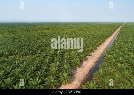 Piantagione di olio di palma vista aerea con la strada Foto Stock