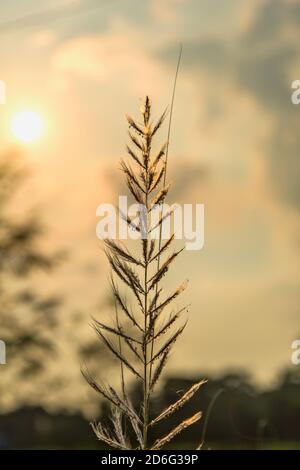 Fiori d'erba a Khulna, Bangladesh. Foto Stock