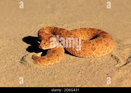 Un sommatore cornato (Bitis caudalis) in posizione difensiva, deserto di Kalahari, Sudafrica Foto Stock
