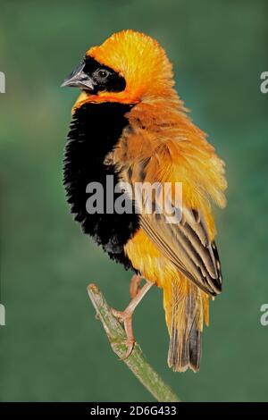 Maschio vescovo rosso meridionale (Euplectes orix) che mostra con piume soffiato, Sud Africa Foto Stock