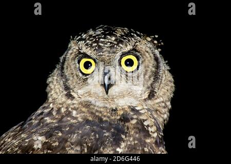 Ritratto di un gufo di aquila macchiato (Bupo africanus) su nero, Sudafrica Foto Stock