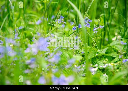 Bella primavera fiore blu in erba verde. Fioritura sfondo astratto estate. Modello sfondo floreale con piccolo dimenticare di me non fiori blu bl Foto Stock
