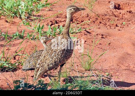Un Korhaan e un giovanile dalle coste rosse (Lophotis ruficrista) nelle sabbie secche della riserva naturale di Okonjima, regione di Erongo, Namibia Foto Stock