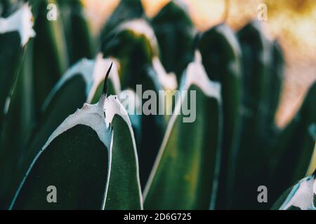 Dettaglio di una colonna vertebrale sulla parte superiore di una foglia di agave victoriae su sfondo non focalizzato del resto di la pianta Foto Stock