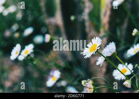 Primo piano di un fiore bianco di leucanthemum vulgare di fronte a. sole nel selvaggio Foto Stock