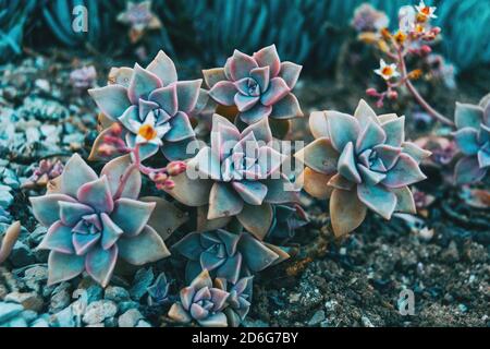 Primo piano di alcuni fiori di paraguayense grappotetalum che crescono a terra in natura Foto Stock