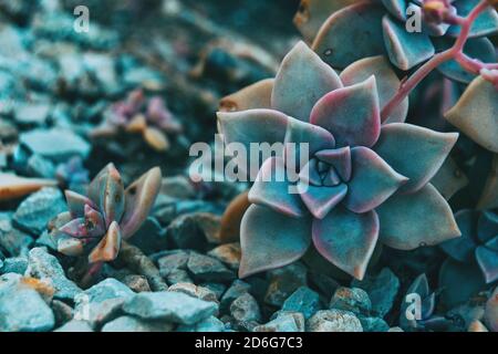 Primo piano di un fiore carnoso di grappotetalum paraguayense a terra livello Foto Stock