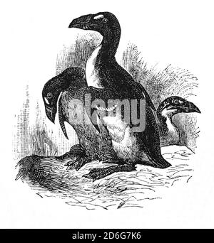 Un'illustrazione della fine del XIX secolo del Grande Auk (Pinguinus impennis), un uccello senza luce che si estinguì a metà del XIX secolo. Allevando su isole rocciose e isolate, i primi esploratori europei usarono la grande auk come una fonte di cibo conveniente, e il calo dell'uccello era in forte domanda in Europa. Gli scienziati si sono resi conto che la grande auk stava scomparendo e divenne il beneficiario di molte prime leggi ambientali, ma questo si è rivelato inefficace. Gli ultimi due esemplari confermati sono stati uccisi a Eldey, al largo delle coste dell'Islanda, il 3 giugno 1844. Foto Stock