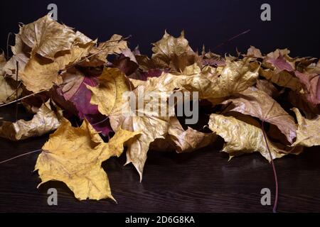 Un mucchio di foglie di acero intrecciate appassite con riflesso luminoso giacente su una superficie di legno scuro Foto Stock