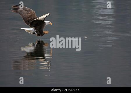 Aquila calva che vola sopra il lago Coeur d'Alene per prendere un kokanee durante la stagione della riproduzione in autunno. Coeur d'Alene, Idaho settentrionale. Foto Stock