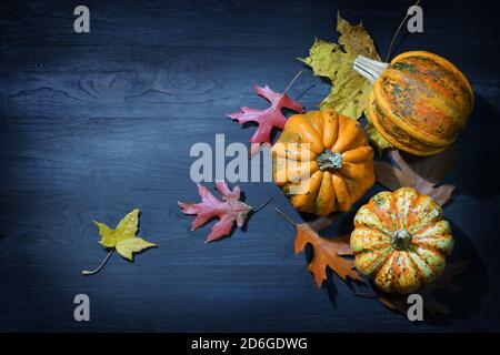 Halloween e Thanksgiving arrangiamento con pumpkins o squash di cibo e foglie di autunno colorate su uno sfondo di legno blu scuro, spazio di copia, alto un Foto Stock