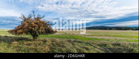 Unico albero di biancospino comune in paesaggio panoramico. Crataegus monogyna. Rosso maturo grandina in autunno scenario. Chustnik vista collina, Czechia. Foto Stock