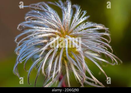 Mattina rugiada sui fiori. Primo piano. Foto di alta qualità Foto Stock