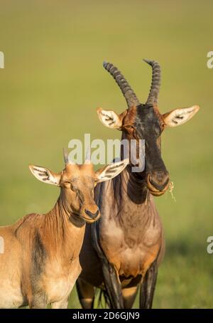 Baby topi antilope e la sua madre in piedi in giallo dorato Luce pomeridiana con sfondo verde liscio a Masai Mara in Kenya Foto Stock