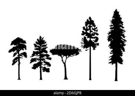 Varietà di pinete vettoriali silhouette isolate su sfondo bianco. Può essere utilizzato come sorgente di pennelli digitali. Vettore. Illustrazione Vettoriale