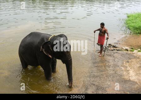 Elefante indiano selvaggio che bagna nel fiume, Asian tusker maschio che spruzzi acqua con il suo tronco a lato del lago nella foresta di riserva naturale Thekkady Kerala India. Foto Stock