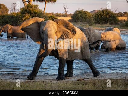 Mandria di elefanti in acqua con una mock femminile in carica Luce del sole nel tardo pomeriggio a Savuti in Botswana Foto Stock