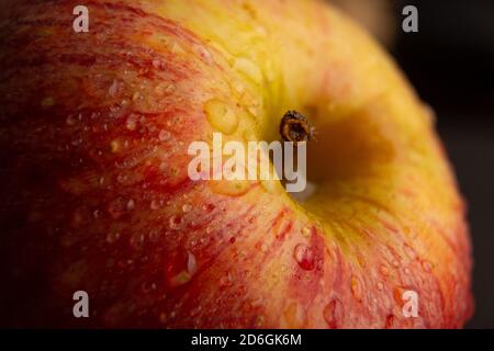 fuji gala mela visto molto da vicino con acqua dolce cade in cima Foto Stock