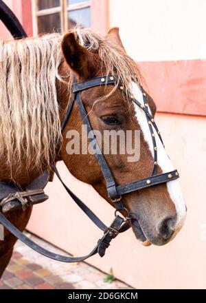 Testa di un cavallo marrone con una mane Foto Stock