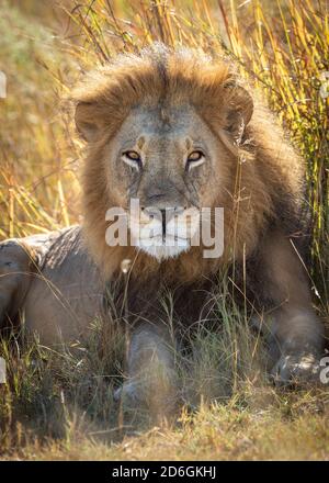 Ritratto verticale di un leone maschio con una bella mane E guardando direttamente la macchina fotografica a Moremi in Okavango Delta In Botswana Foto Stock