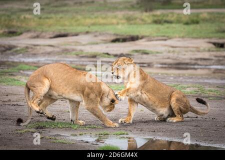 Due leonesse adulte che mostrano aggressione l'una all'altra nel fango Pianure di Ndutu in Tanzania Foto Stock