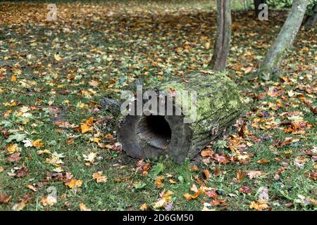 Un tronco coperto di muschio tra foglie gialle d'autunno Foto Stock