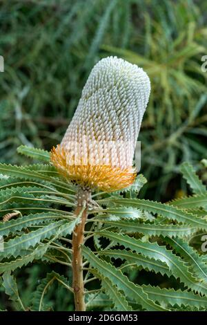 Banksia prionotes 'Darf' una specie di pianta arbusto o albero Con un fiore arancione trovato in Australia e comunemente noto come acorn banksia stock foto im Foto Stock