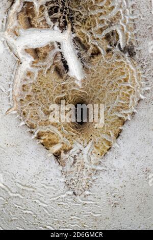 Segno a forma di cuore sulla superficie di Puffball gigante (Calvatia gigantea), Cambridgeshire, Inghilterra Foto Stock