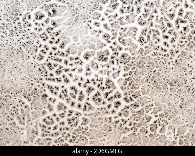 Superficie di Puffball gigante (Calvatia gigantea), Cambridgeshire, Inghilterra Foto Stock