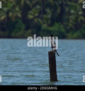 Cormorano Kerala seduto su un albero tronchi Foto Stock