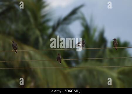 Gli uccelli seduti su linee elettriche mantengono la distanza Foto Stock