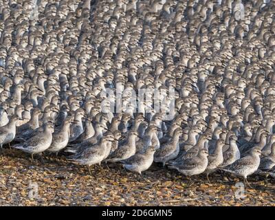 Il gregge d'inverno precipitò il Red Knot (Calidris canutus), Snettisham, Norfolk, Inghilterra Foto Stock