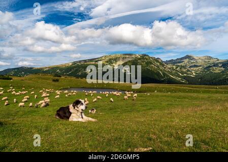 Saua Plaiul Mic in montagna Retezat in Romania con alimentare negozio, capanna, piccolo lago e picchi più alti sullo sfondo Foto Stock