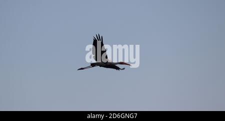 Un uccello di cicogna dipinto volò nel cielo in mattina alla ricerca di cibo prima dell'alba Foto Stock