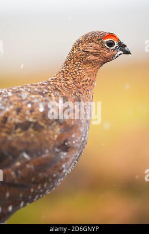 Male Red Grouse, Lagopus lagopus scootica, sotto la pioggia all'inizio dell'autunno sulla Via Pennino nell'Inghilterra del Nord, con gocce di pioggia sulle sue piume Foto Stock