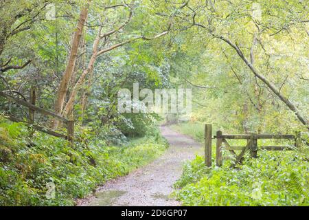 Pista ciclabile attraverso una foresta all'inizio dell'autunno Una giornata piovosa nel Nord Est dell'Inghilterra Foto Stock