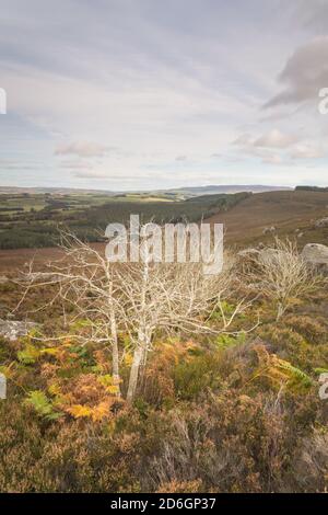 Vecchi alberi di Rowan in cima ad una erica coperta collina al Drake Stone sopra Harbin nel Northumberland National Parcheggio Foto Stock