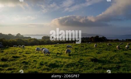 Pecore pascolano in luce solare invernale, Co. Wicklow, Irlanda Foto Stock