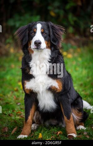 Bernese cucciolo di cane da montagna, seduto Foto Stock
