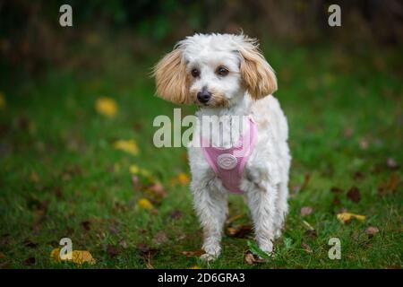 Maltipoo cucciolo, una razza di cane designer di Poodle x cane maltese, che indossa un imbragatura di cane rosa Foto Stock