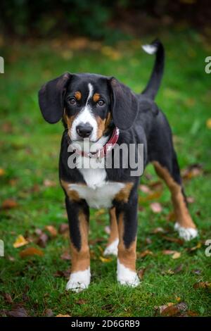 Cucciolo di Entlebuch Mountain Dog, in piedi Foto Stock